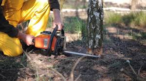 Best Tree Preservation Services  in Gifford, FL