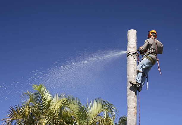 Best Sod Installation  in Gifford, FL