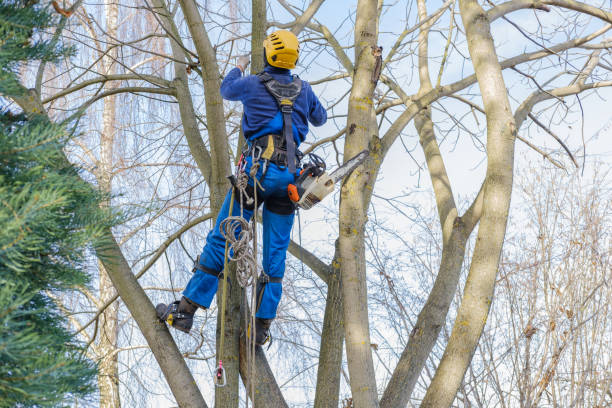 Best Arborist Consultation Services  in Gifford, FL