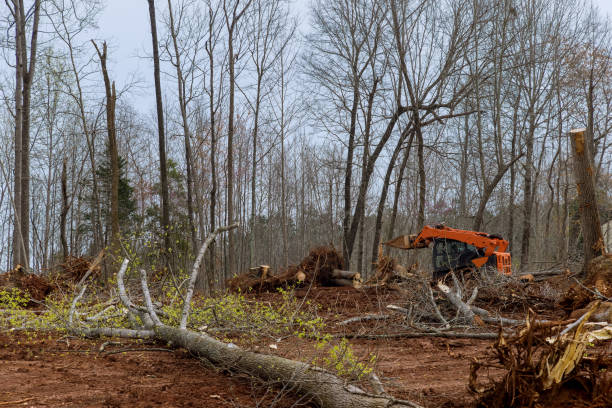 Best Tree Removal  in Gifford, FL