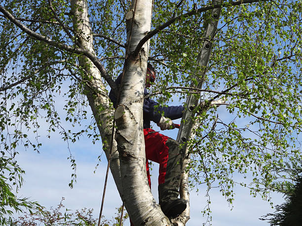  Gifford, FL Tree Services Pros