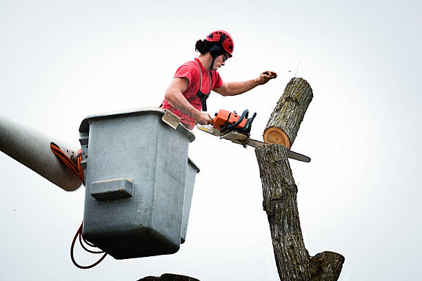 Best Seasonal Cleanup (Spring/Fall)  in Gifford, FL