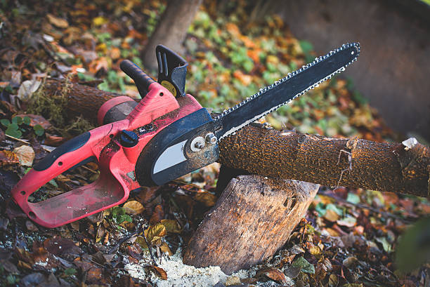 How Our Tree Care Process Works  in  Gifford, FL